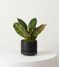 Golden Petra - Image 4