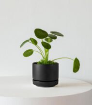 Indoor Plant Foliage Spray - Image 4