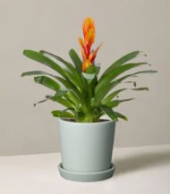 Bromeliad Vriesea - Image 2