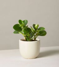 Indoor Plant Foliage Spray - Image 2