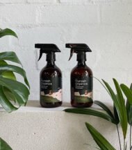 Bromeliad Vriesea - Image 4